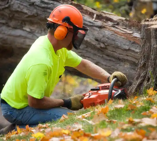 tree services Bedford Hills